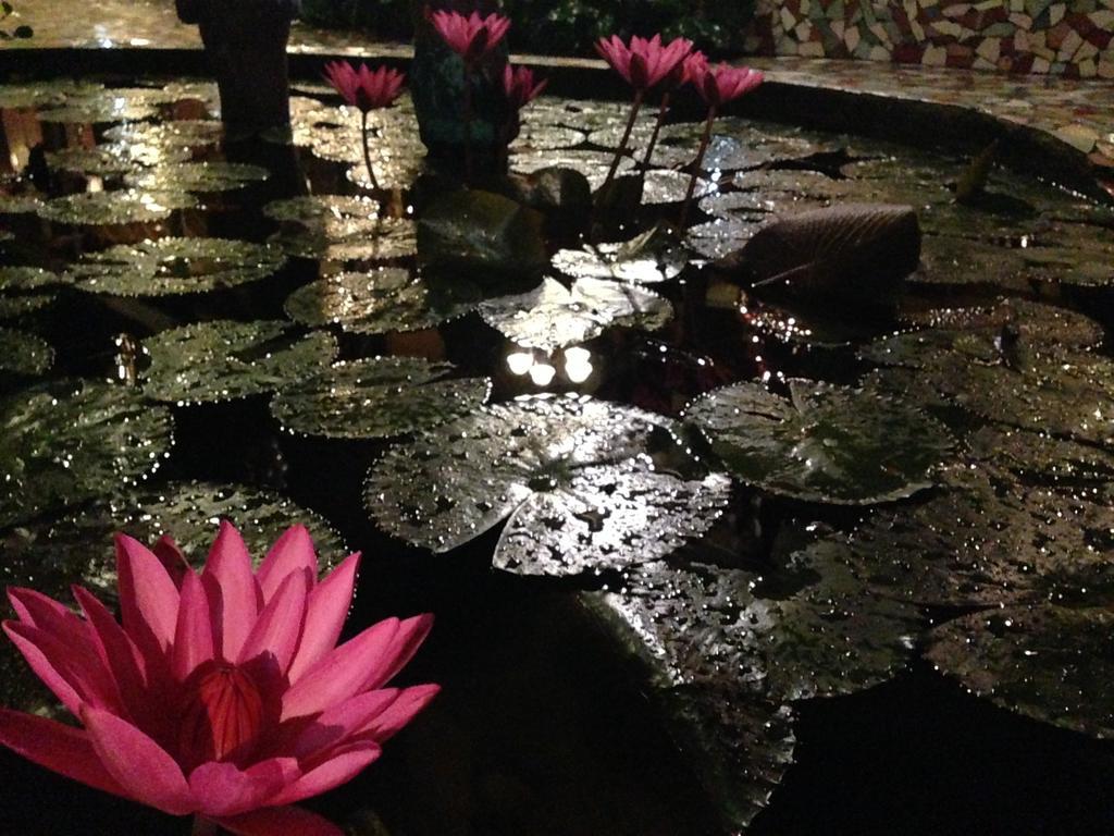 The Lotus Garden Bed & Breakfast Puerto Princesa Екстериор снимка